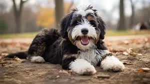 Are Bernedoodles Easy to Train