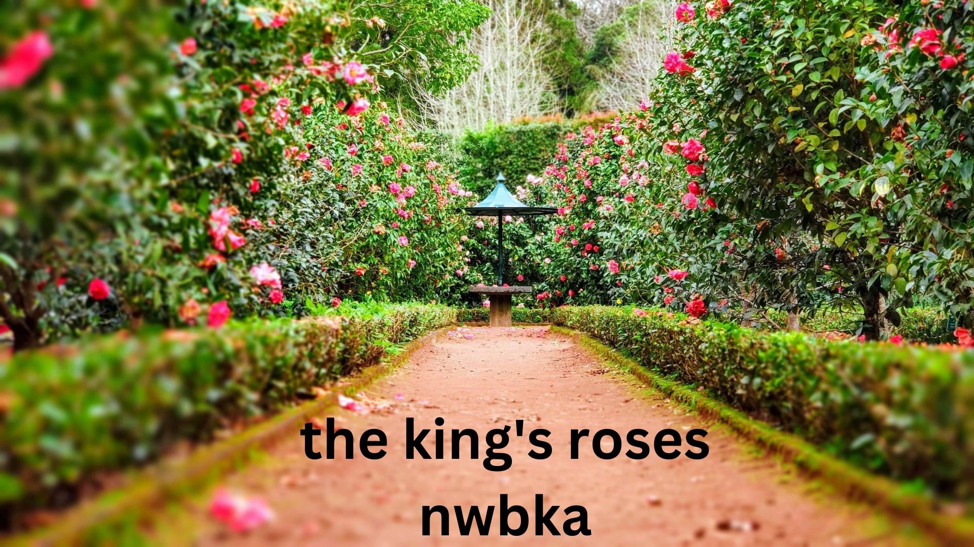 the king's roses nwbka