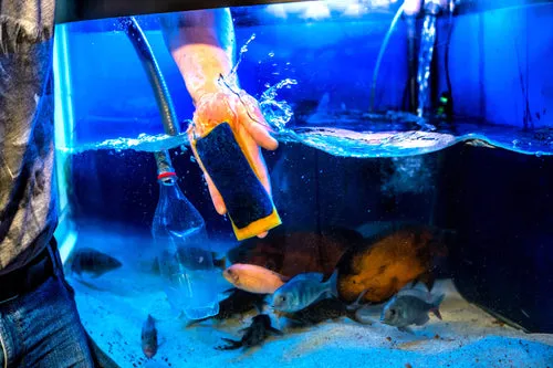 The Future of Aquatic Care: Self Cleaning Fish Tank Filters 