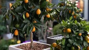 Vertical Growing Fruit Trees, an Urban Fruit Innovation