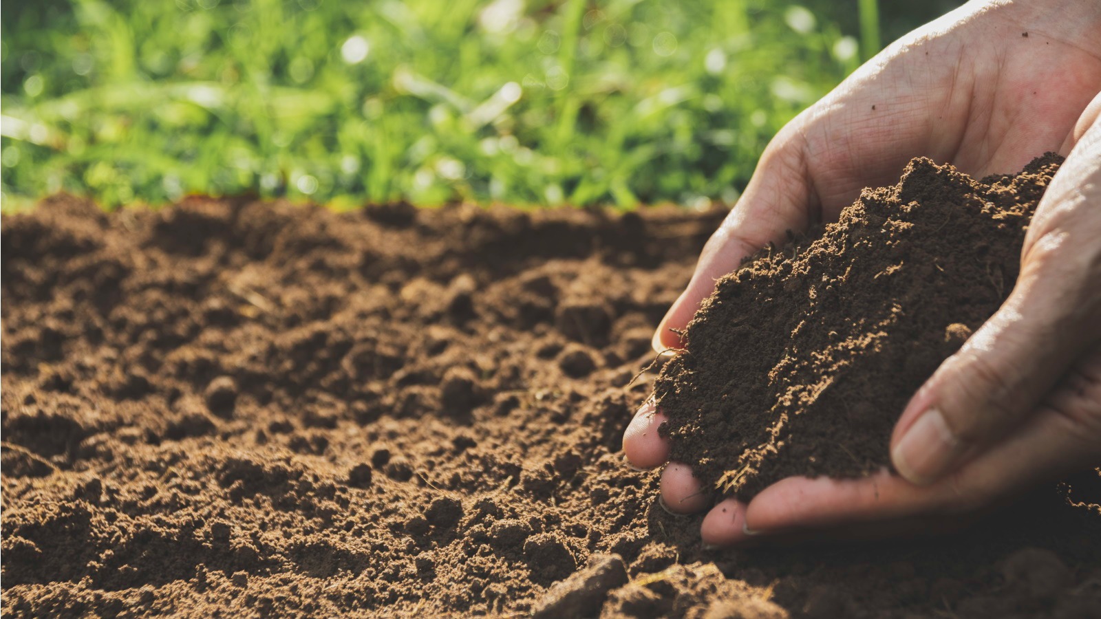 8 Signs Your Soil Loves Fruit